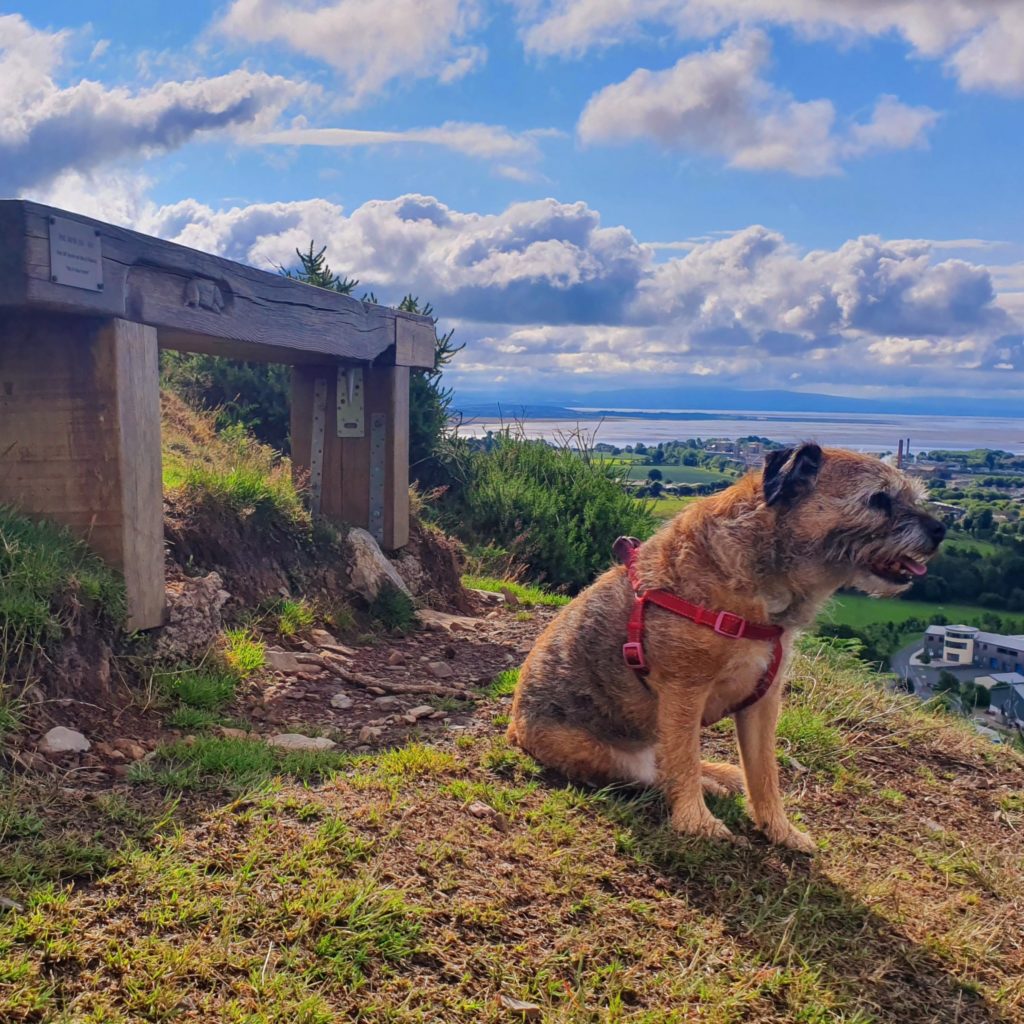 Dog and bench on Hoad Hill, Ulverston - Shed 1 Distillery