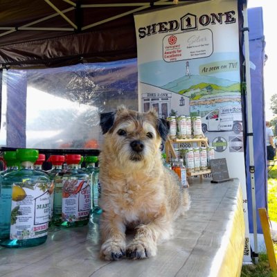 Gertie (dog) sitting on the stall at Cockermouth Show.